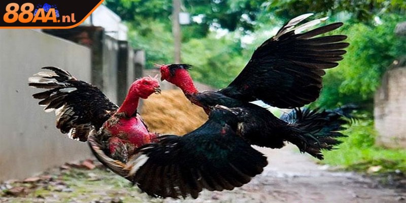 Đá gà nòi loại hình thiên về chiến thuật