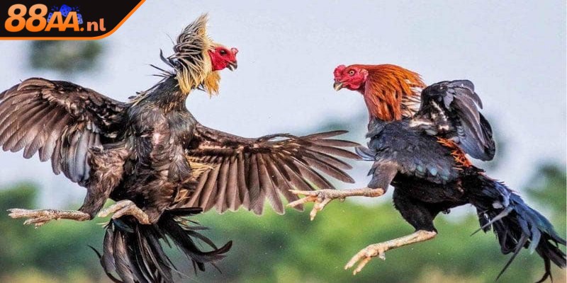 Những trận đá gà Campuchia luôn được đông đảo người chơi yêu thích
