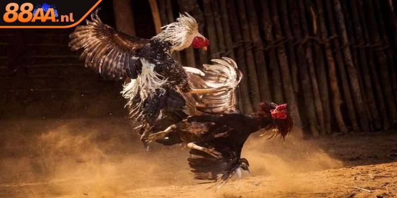 Đá gà C1 với những cú đá thần sầu cùng màn tranh tài khốc liệt