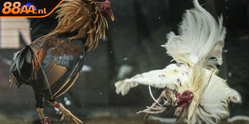 Tìm hiểu khái quát định nghĩa về đá gà cựa dao
