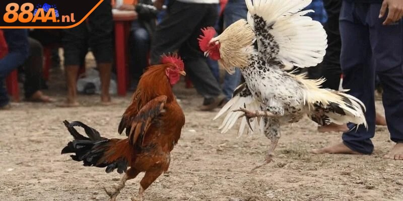 Những yếu tố cần chuẩn bị trước thi đấu