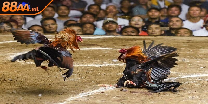 Luật lệ và phán quyết trong bộ môn đá gà cựa dao Philippines