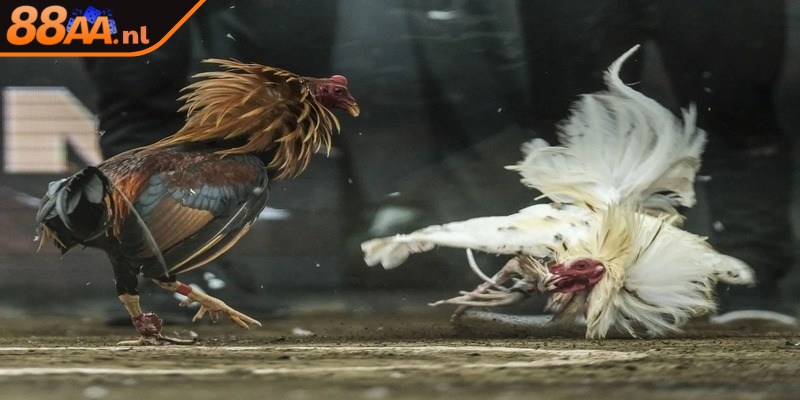 Gà tre rất dũng mãnh và có tốc độ tấn công nhanh chóng