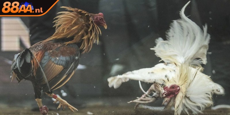 Đá gà Thomo là những trận thi đấu nảy lửa giữa những chú chiến kê dũng mãnh