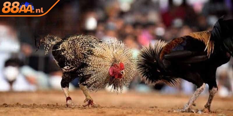 Quy định trạng gà trong các trận đấu Thomo