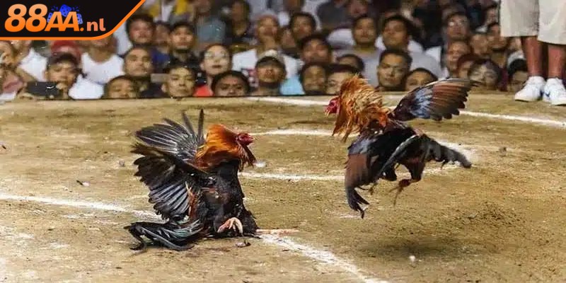 Mẹo cược đá gà Thomo dễ trúng thưởng lớn